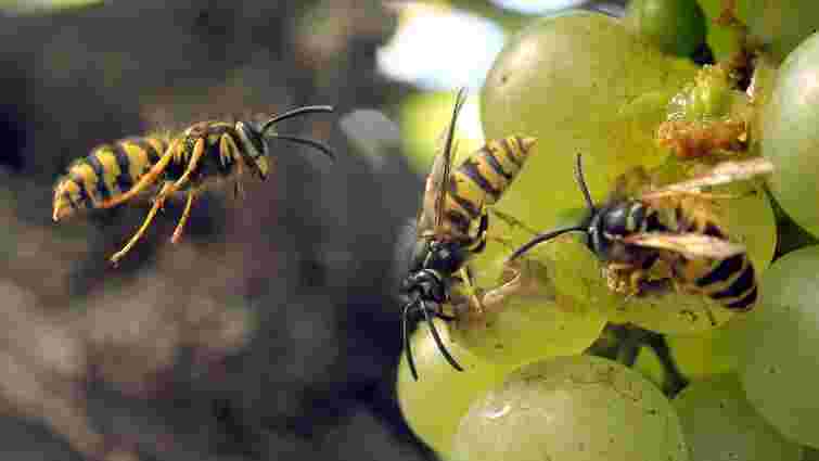 Оси обсіли увесь виноград: що робити, щоб не залишитися без ягід