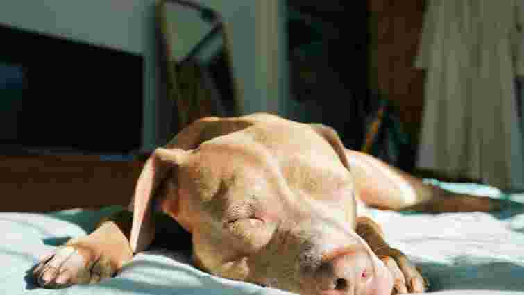 Налагодження сну і полегшення болю: чому собаки люблять лежати на сонці