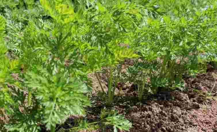 Чудовий момент для другого врожаю: які культури варто сіяти у вересні