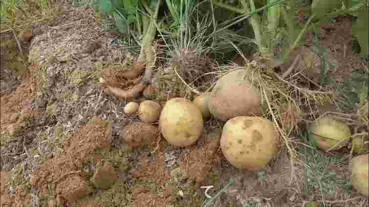 Це зовсім не сміття: як з користю утилізувати картопляне бадилля