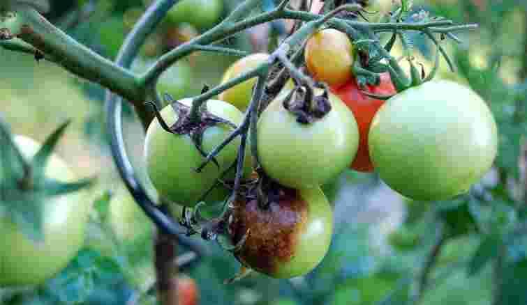 Навіть у серпні можна ще врятувати помідори від фітофтори: чим їх обробити