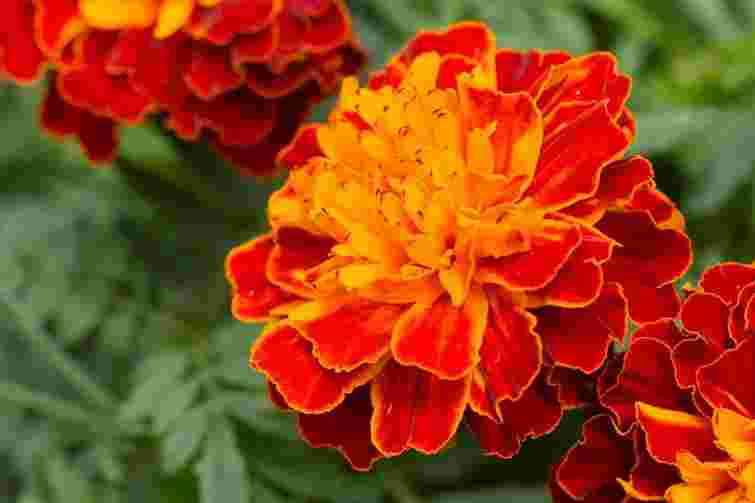 Не всі це витримають: що не варто садити поряд із чорнобривцями