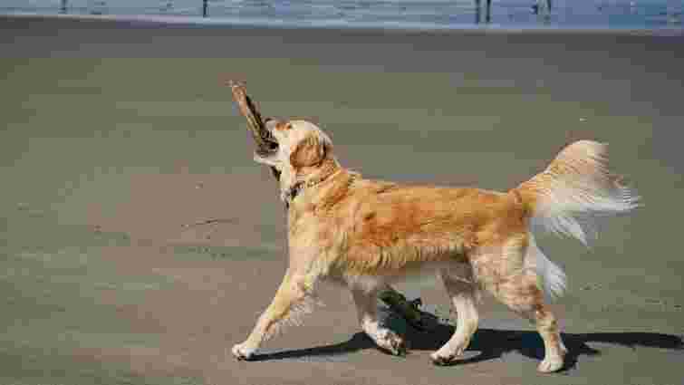 Не завжди доброзичливі: чому собаки виляють хвостом і як розпізнати різні причини