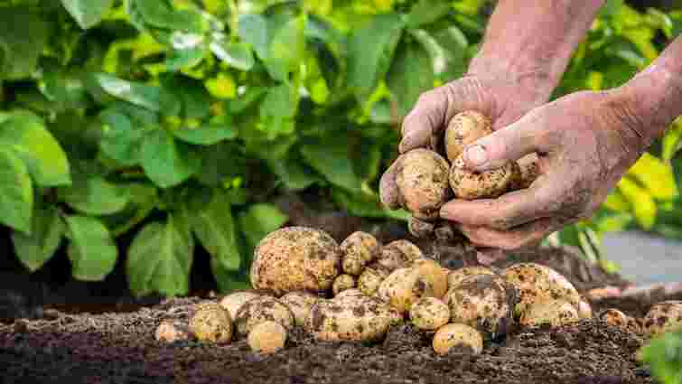 Встигніть вчасно: які сприятливі дні для копання картоплі у вересні