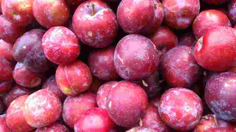 Не пошкодуєте взагалі: 6 найсмачніших сортів слив, які варто спробувати