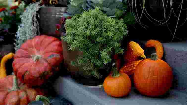 Виберіть найкращий день для робіт у саду і на городі: посівний календар на вересень 2025 року
