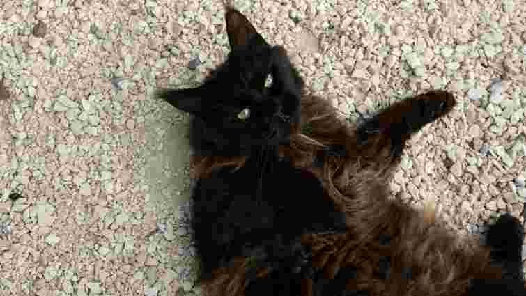 Принесуть вам удачу: 8 найпопулярніших порід чорних котів