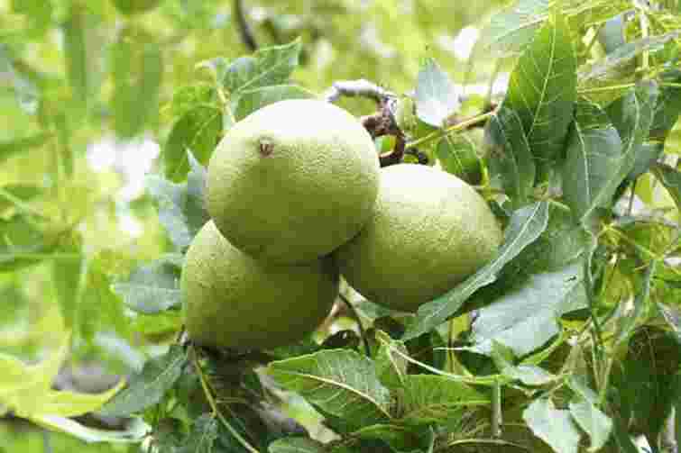 Не відкладайте на потім: коли слід збирати волоські горіхи і як це робити правильно