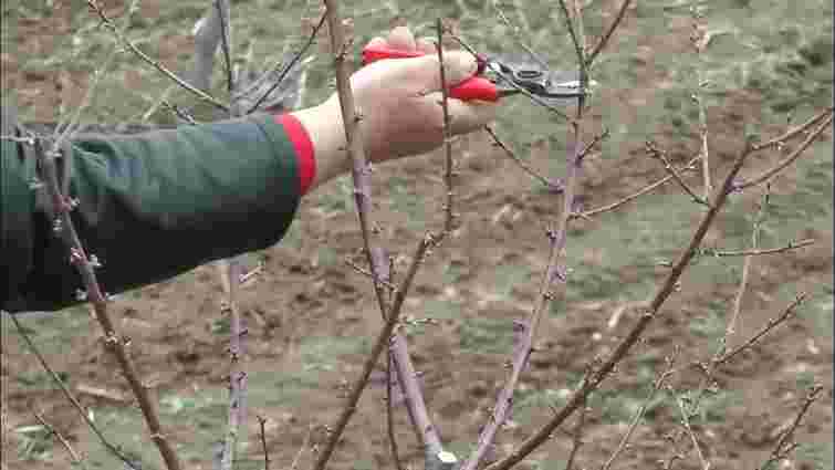 Ви робите це неправильно: які помилки при обрізанні дерев восени ви допускаєте