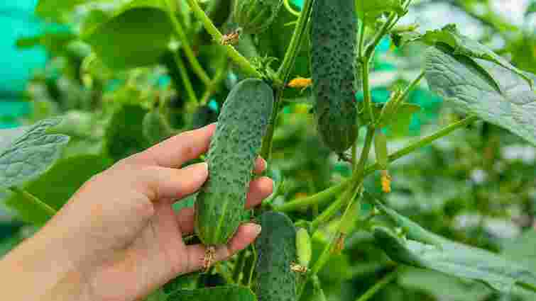 Огірки родитимуть до морозів: чим їх треба обприскати для тривалого плодоношення