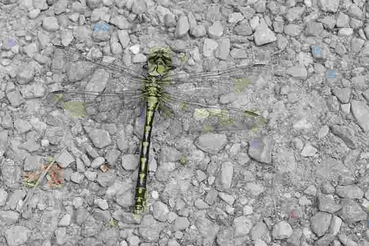 У заповіднику «Медобори» на Тернопільщини виявили рідкісний вид бабки