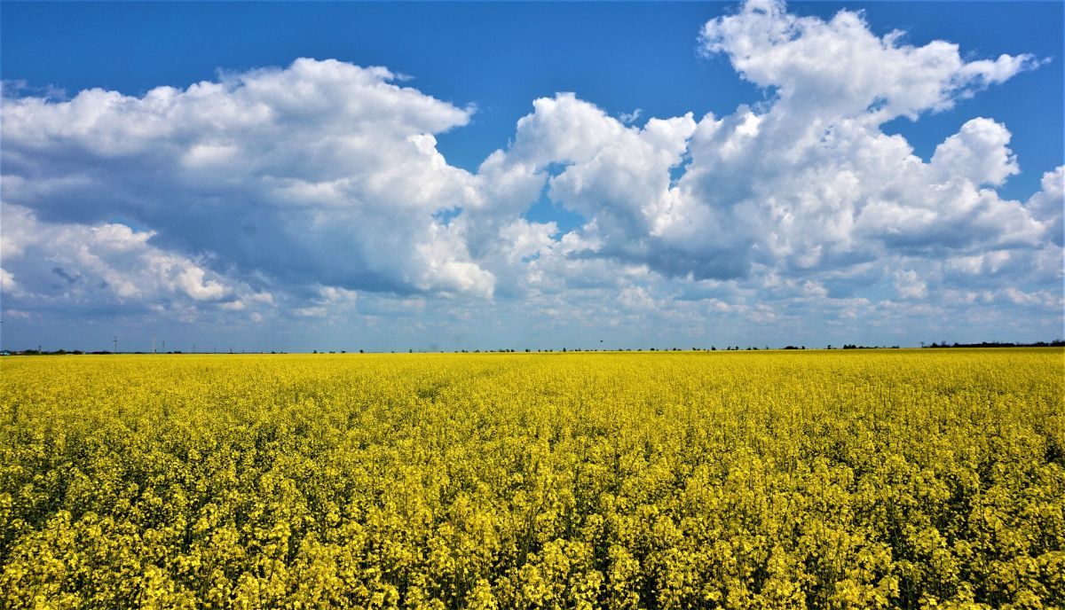 На території кладовища неподалік Тернополя посіяли ріпак