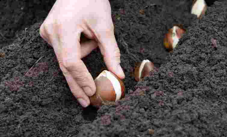 Про це не можна забувати: коли і як найкраще садити тюльпани восени