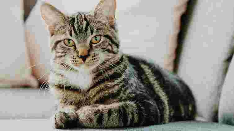 Найгучніше муркотіння та політ у космос: незвичні факти про котів, які вас здивують 