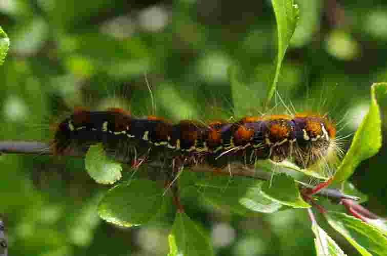 Врятуйте сад від інфекцій та шкідників: чим треба обробити дерева восени