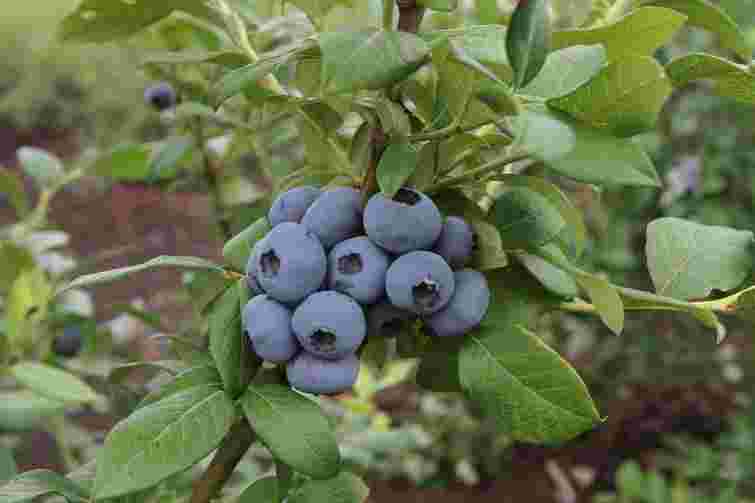 Готуватися до наступного сезону потрібно вже: як доглядати лохину восени