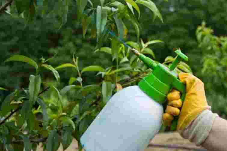 Осіннє обприскування саду всього за дві години: які чотири кроки зекономлять ваш час