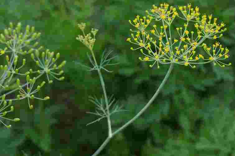 Насіння розлітається по всьому городу: як не допустити самосіву кропу