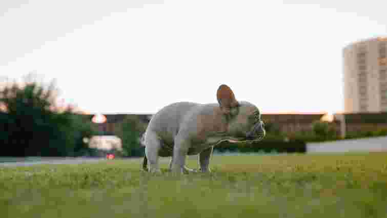 Є логічне пояснення: чому собака пісяє від радості чи страху і як його відучити