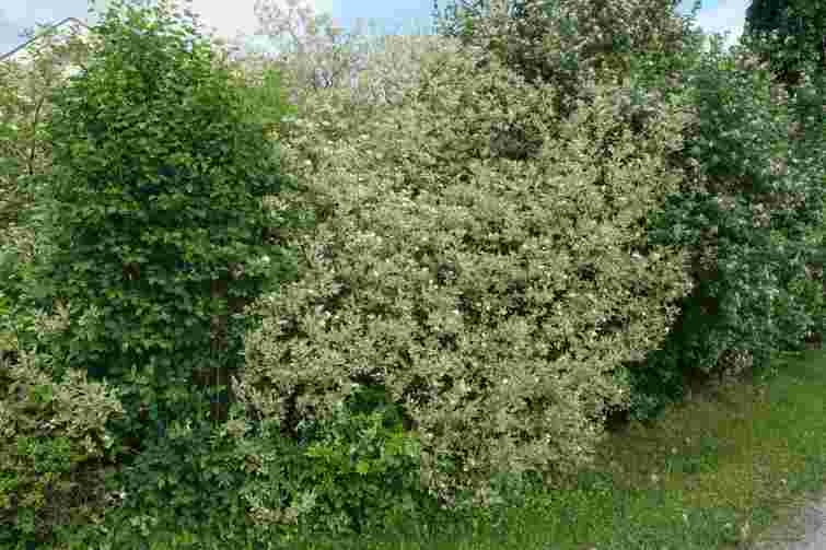 Мальовничий зелений куточок: 6 рослин, які варто посадити в затінку біля паркану