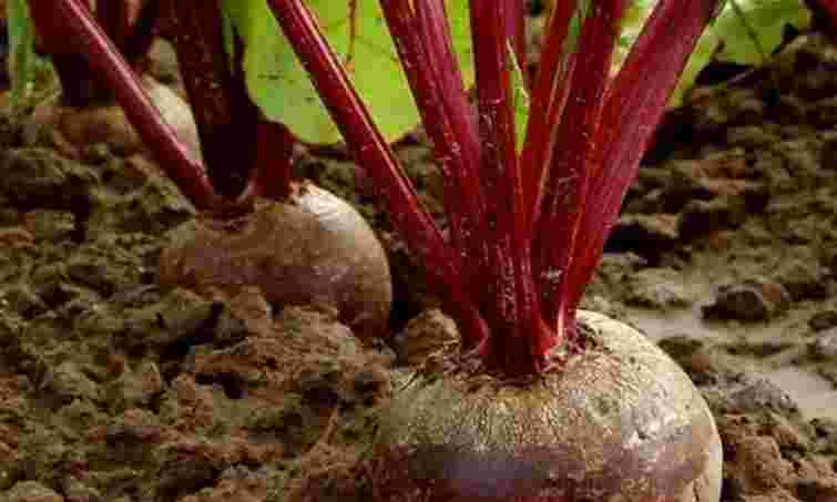 Посівний календар допоможе: як і коли збирати буряки, щоб вони довго зберігалися
