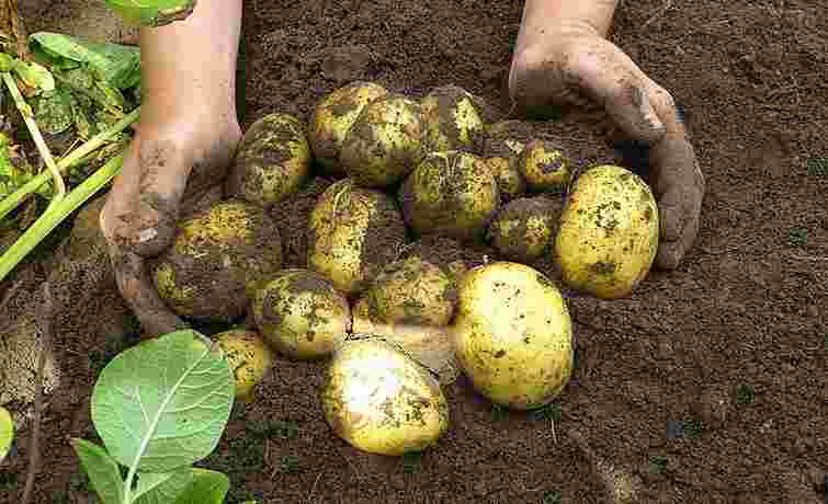 Подбайте про відновлення ґрунту зараз: що робити з грядкою після викопаної картоплі