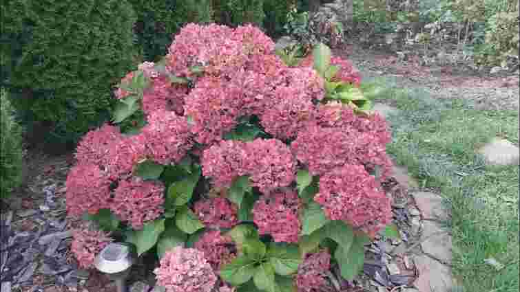 Море пишних квітів: чим підживити гортензії у вересні для наступного сезону