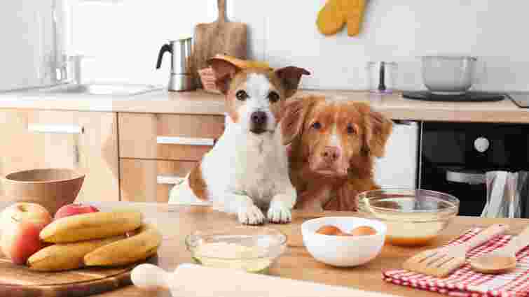 560 млн доларів тільки на корм: скільки витрачають власники домашніх тварин в Україні