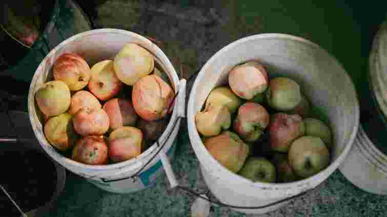 Будуть свіжими до весни: корисні поради, як зберегти яблука 