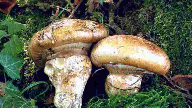 Гарний гриб, платіть штраф!