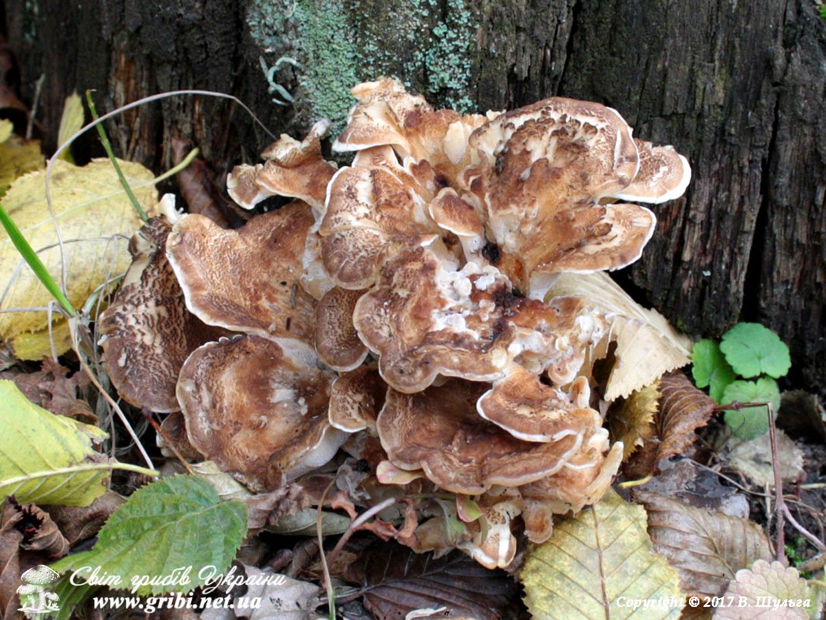 Грифолу також називають гриб-баран