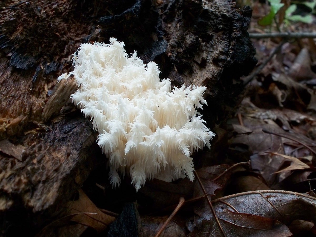 Герицій коралоподібний потребує старовікових дерев для росту