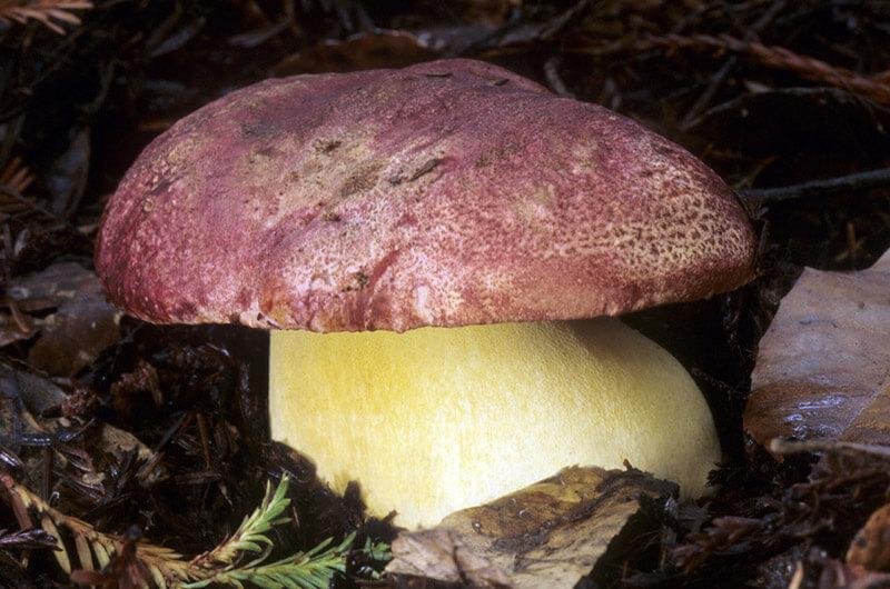 Королівський боровик (яєшник)