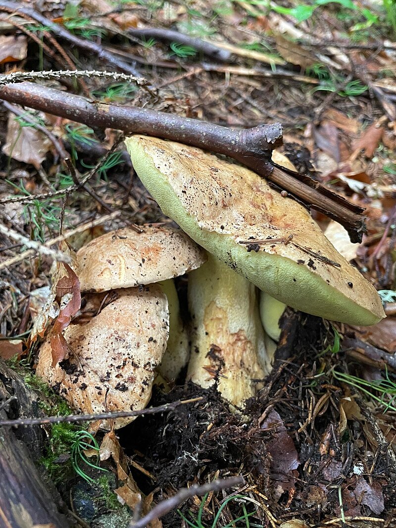 Яєшник гірський