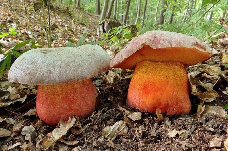 Червоноборовик криваво-червоний