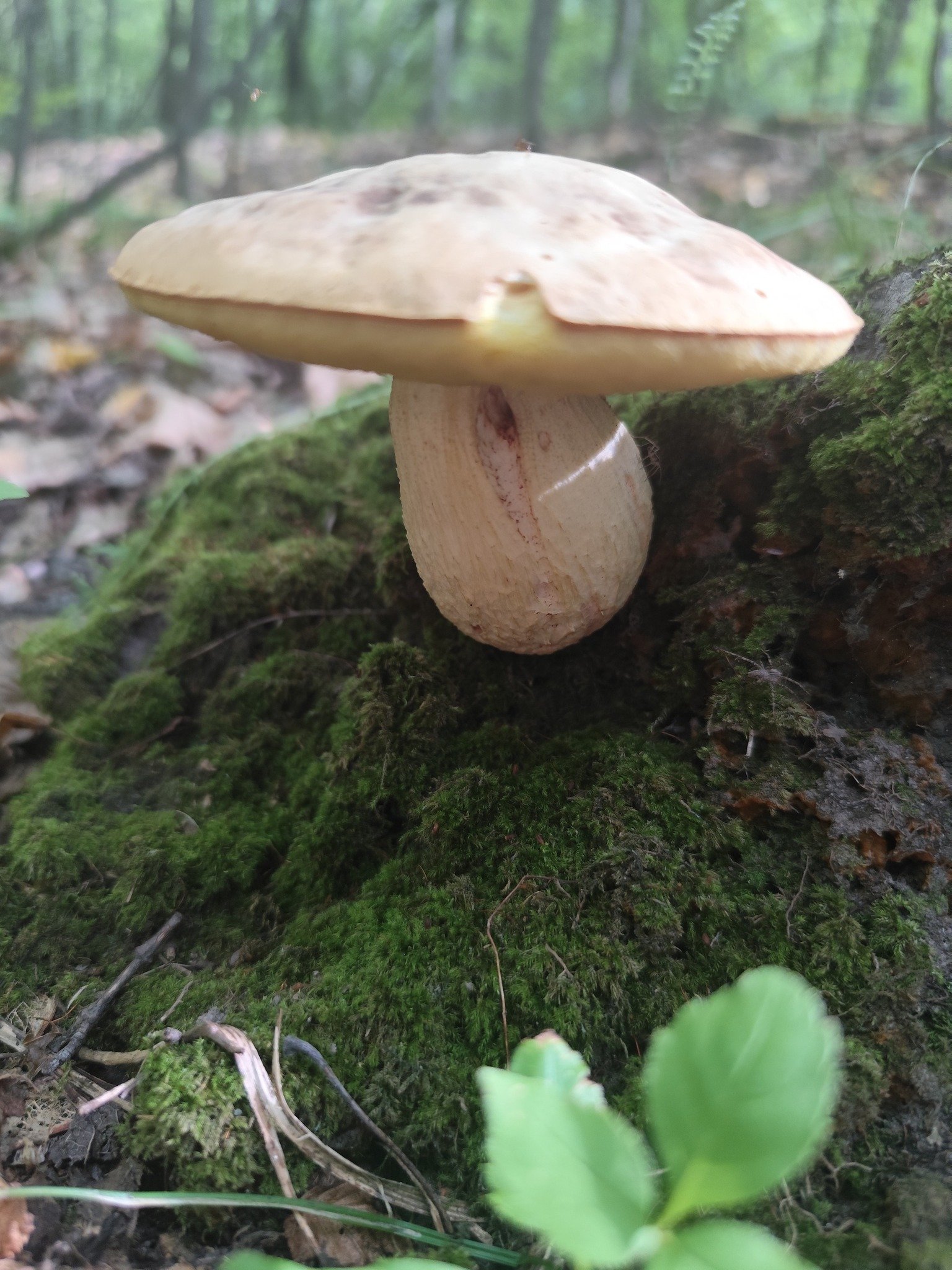 Напівборовик ямчастий