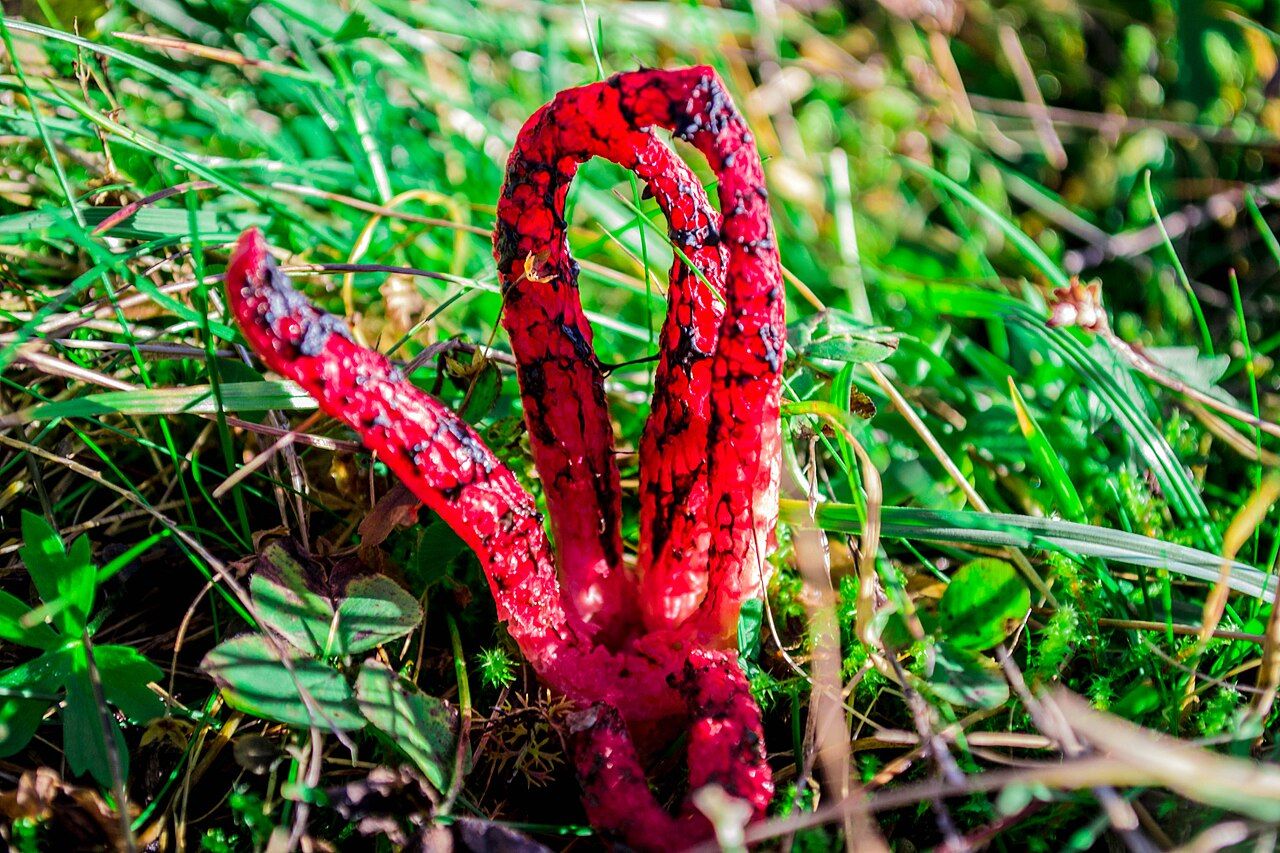 Пальцями диявола вже мало кого здивуєш