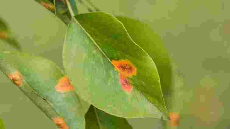 Як врятувати рослини після сонячного опіку: основні ознаки пошкодження