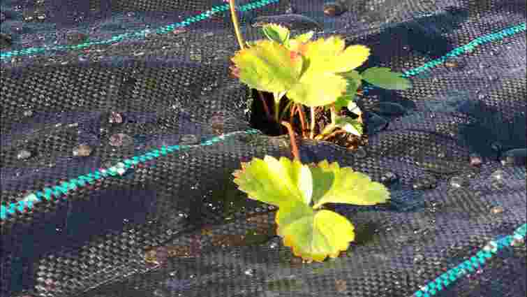 Про що свідчать пожовтілі саджанці полуниці: важливі поради для садівників