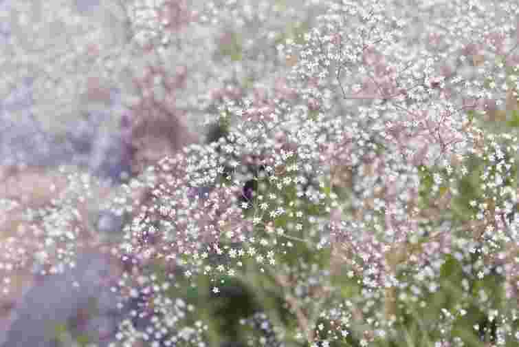 Як виростити гіпсофілу у саду: особливості догляду та вибір сорту