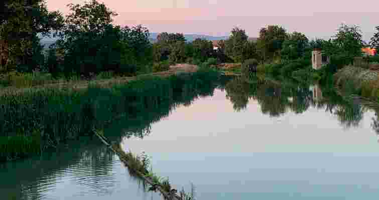 В Ужгороді невідомі викидають у канал собак та котів