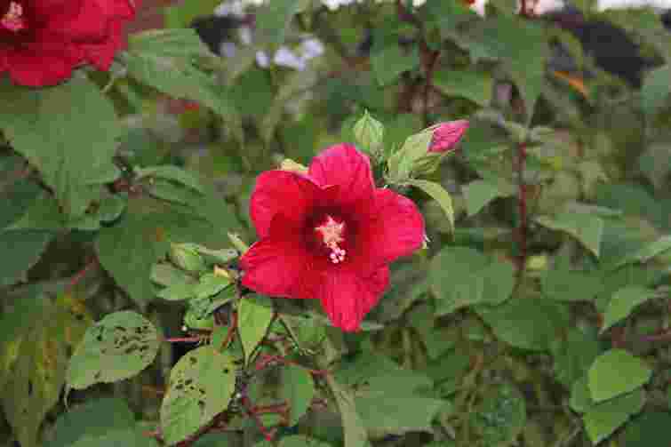 Голландські та флоридські гібіскуси: особливості, догляд і розмноження