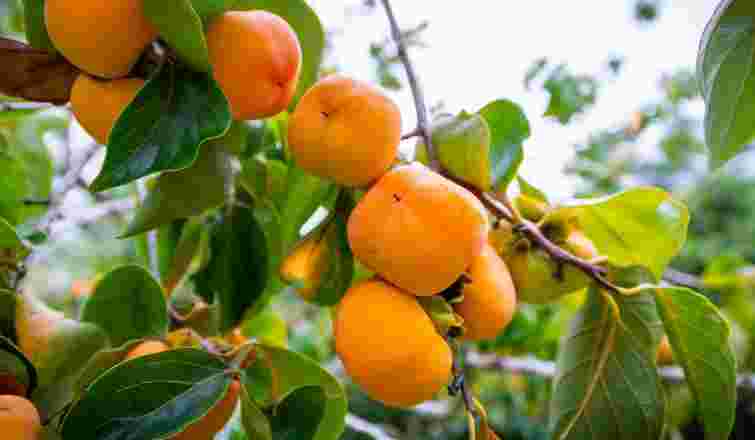 Як висадити хурму, щоб точно прижилася: корисні поради