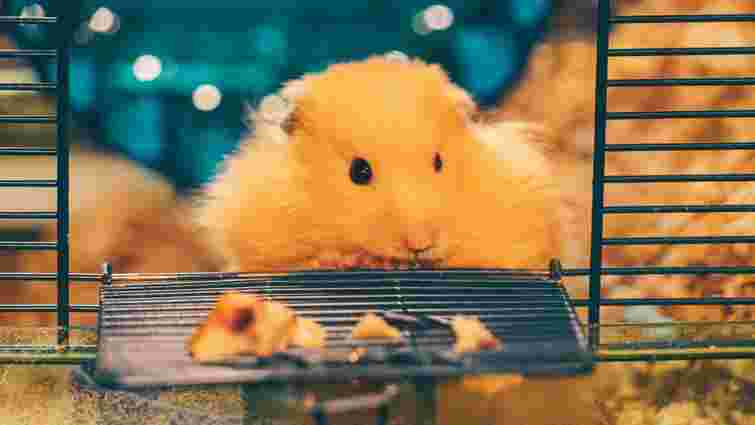 Чому хом'як гризе свою клітку: що ви можете зробити, щоб йому допомогти