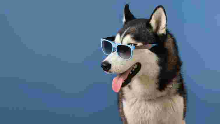 «Моя собака» чи «мій собака»: як правильно говорити українською