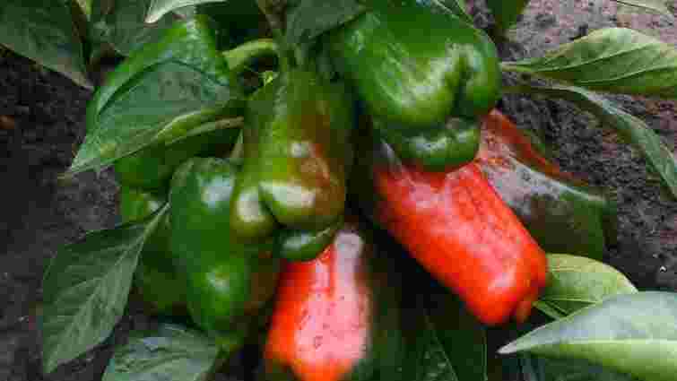 Швидко почне червоніти: як прискорити дозрівання перцю у вересні