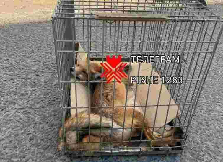 У Рівному жінку вкусила лисиця, яка невдовзі померла від сказу