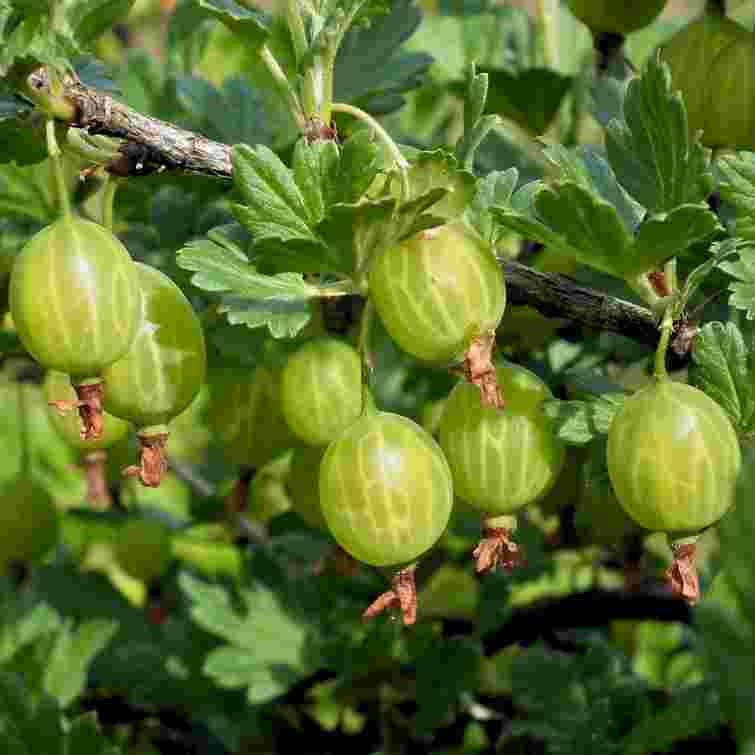 Чому аґрус краще висаджувати восени: 5 основних причин