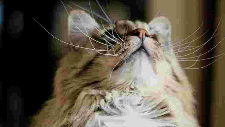 Чи правда, що всі коти мають білі вуса: несподівана відповідь