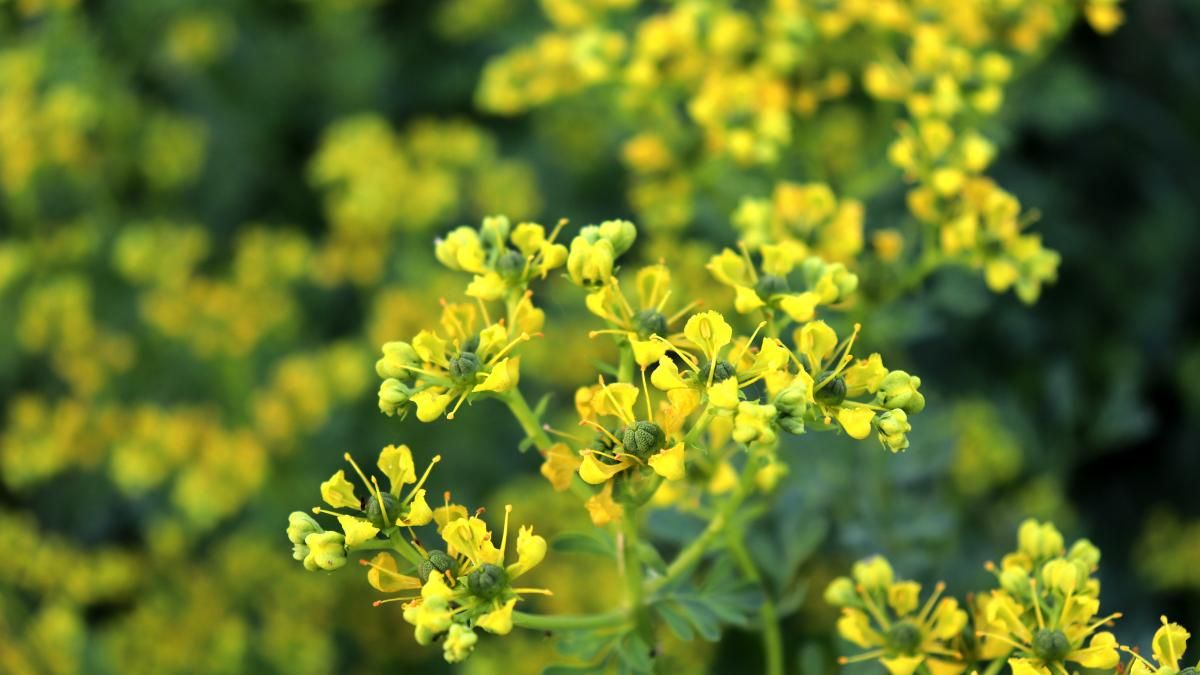 Що посіяти після цибулі для відновлення ґрунту: проста рослина з потужним ефектом